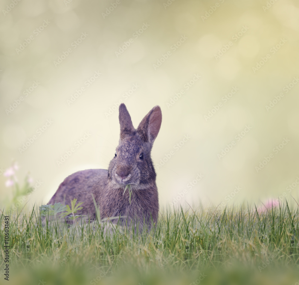 Marsh Rabbit Feeding