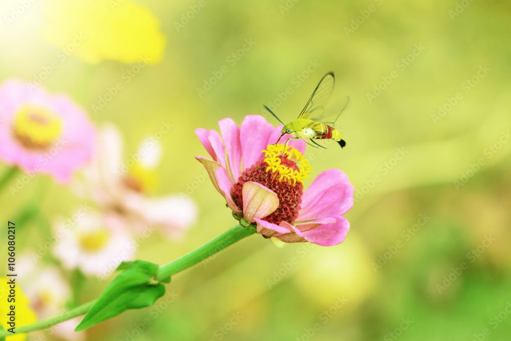 butterfly fly in morning nature