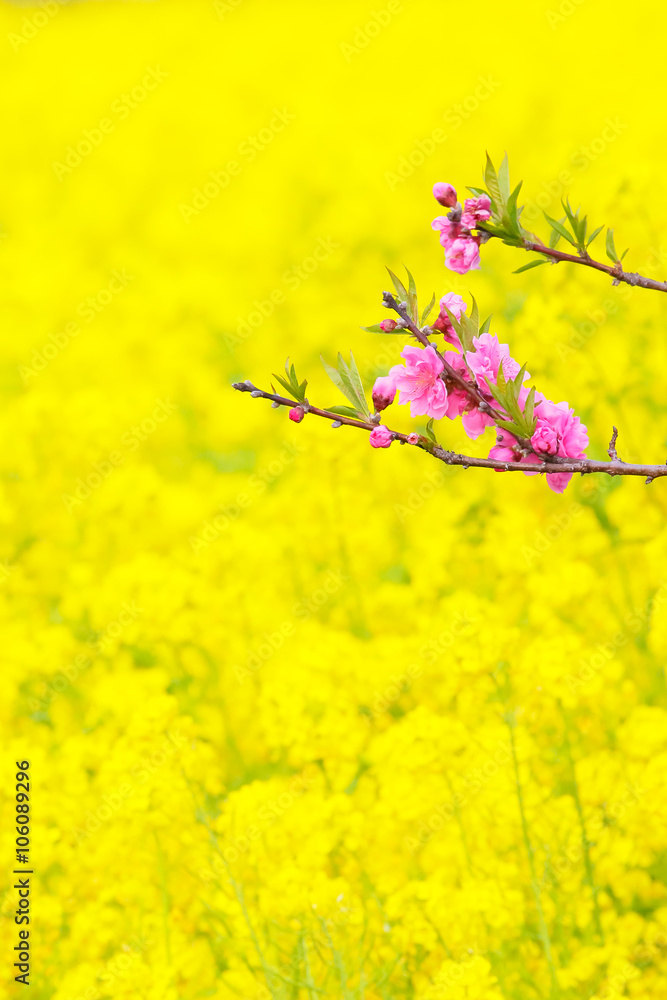 菜の花と桃の花