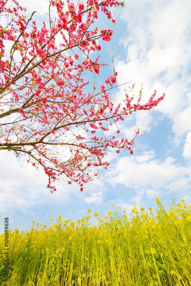 菜の花と青空と桃の花