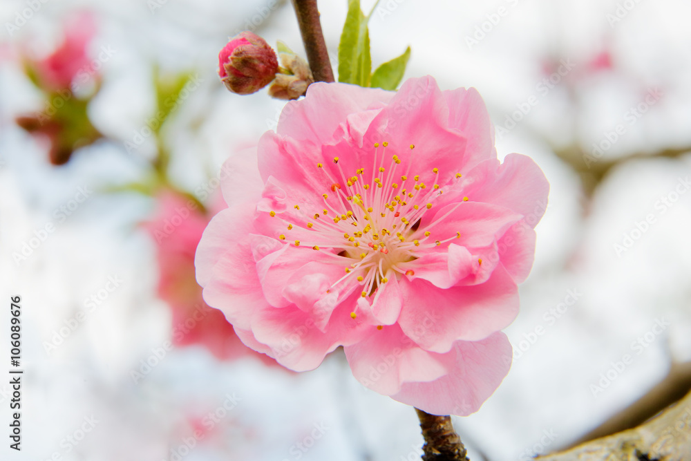 青空と桃の花