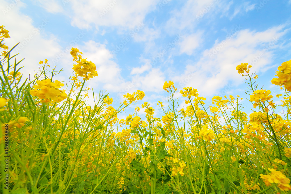 菜の花