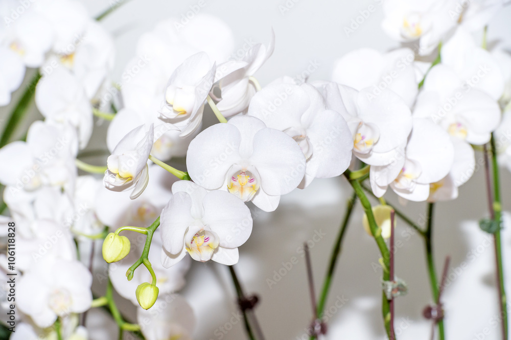 White orchid flower