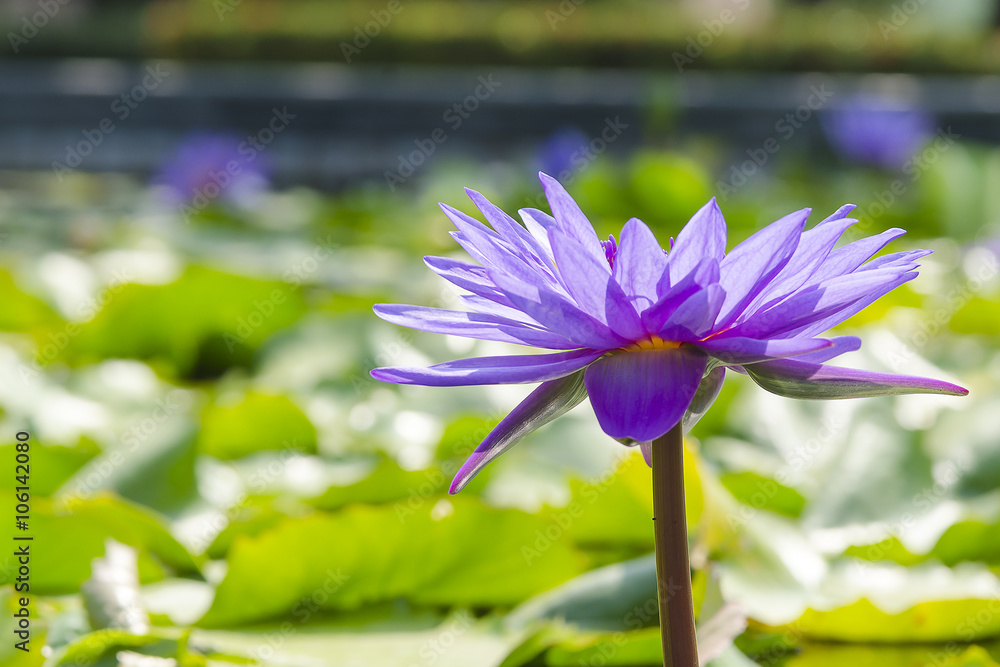 Violet Lotus in the pond