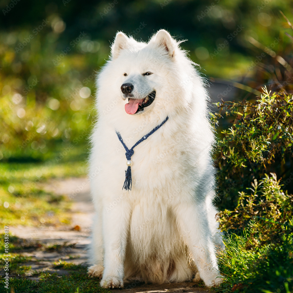 非常有趣友好快乐可爱的宠物白色萨摩耶犬户外i