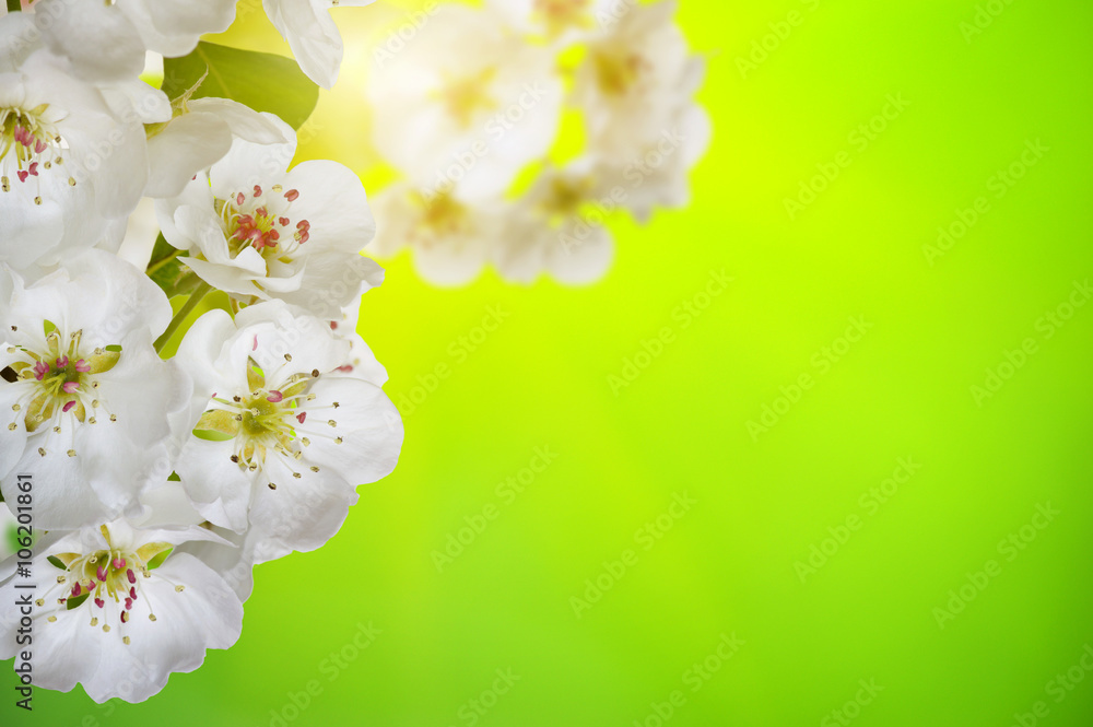 Spring blossom with soft blur background