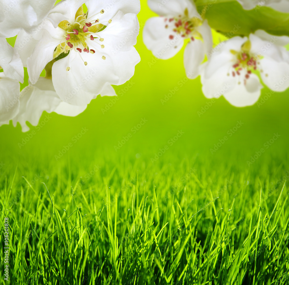 Spring blossom and grass