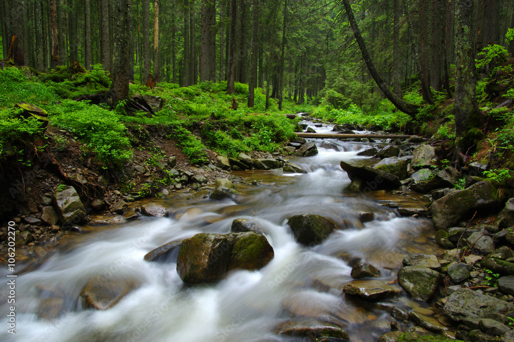 Mountain river in forest.