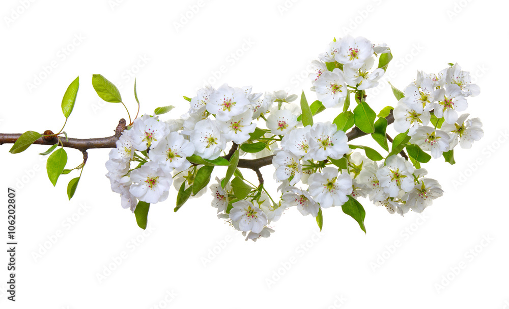  blossoms isolated on white