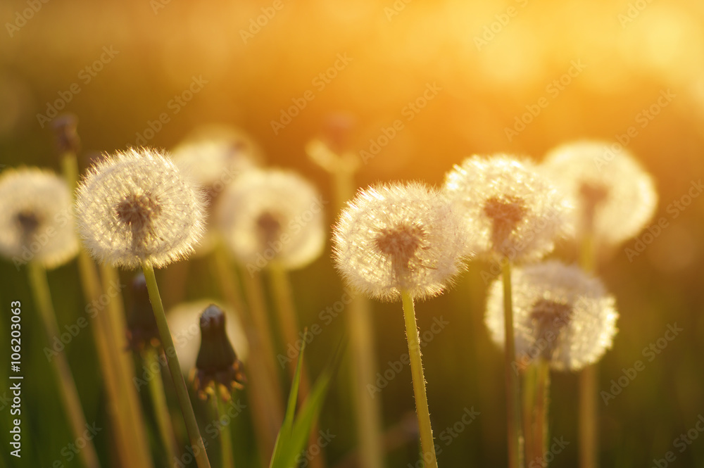 dandelions in the sun