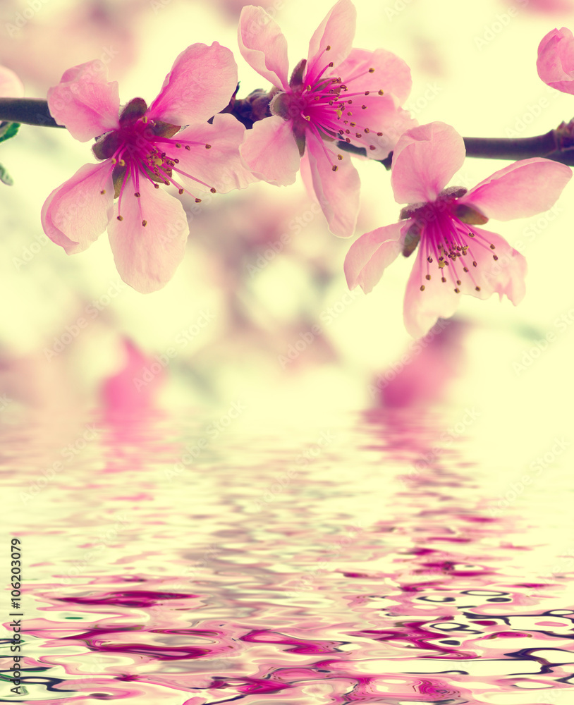  pink blossoms