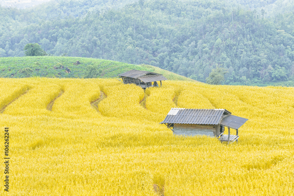 the hut  at the rice field or rice paddy 