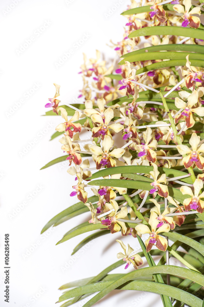 vanda sheelta兰花