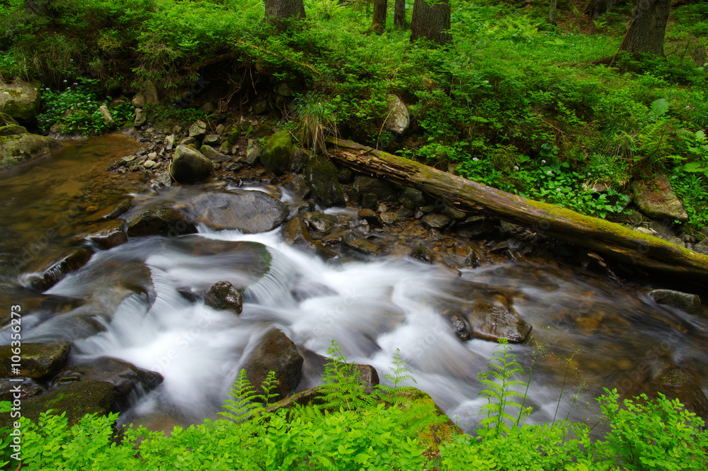  Stream in the wood