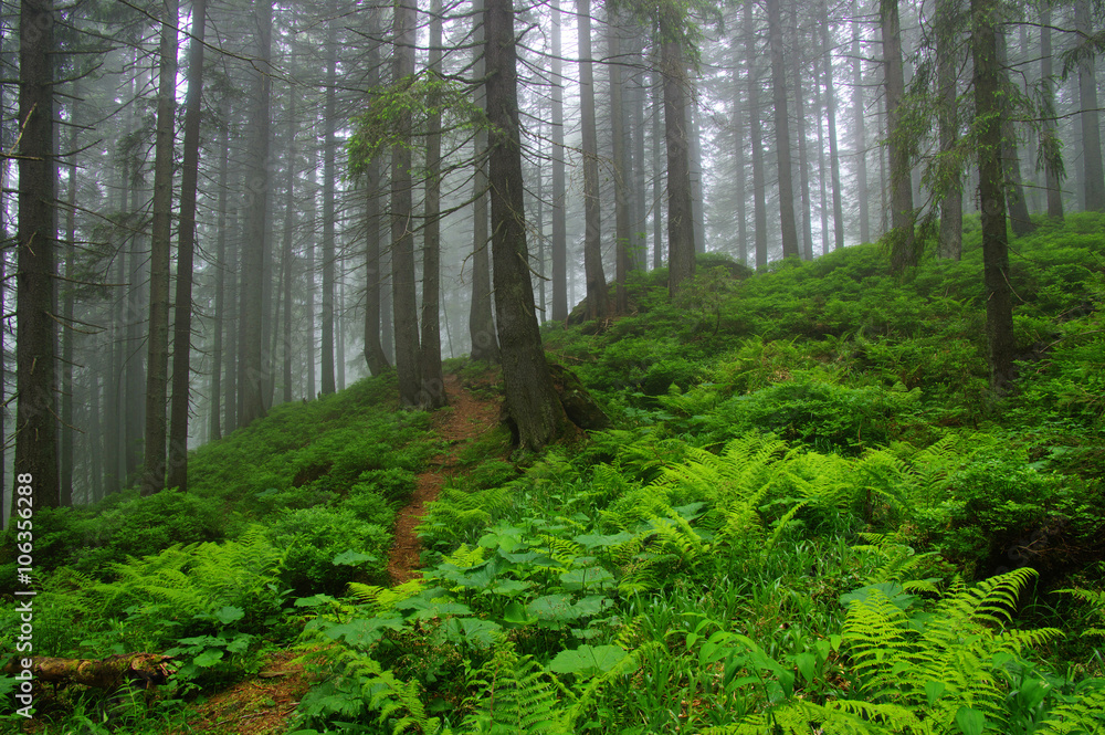 Trees in forest