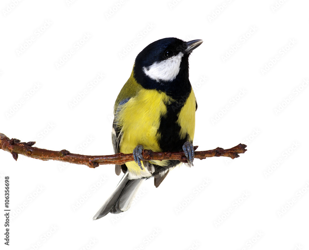 great tit