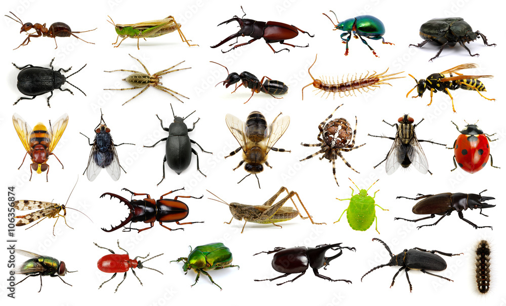  Set of insects