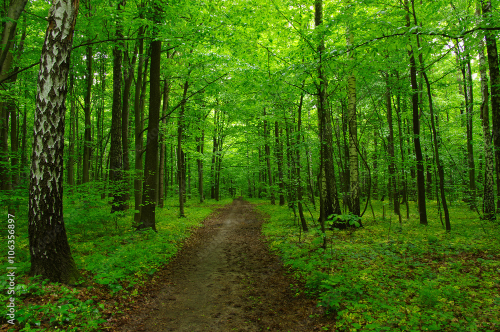 green forest