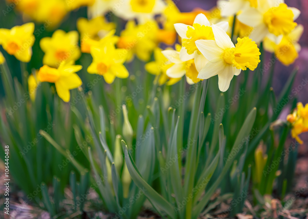 Yellow narcissus spring blossom