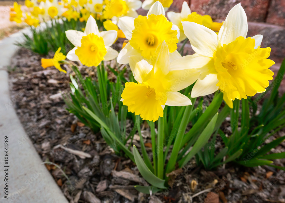 Yellow narcissus spring blossom