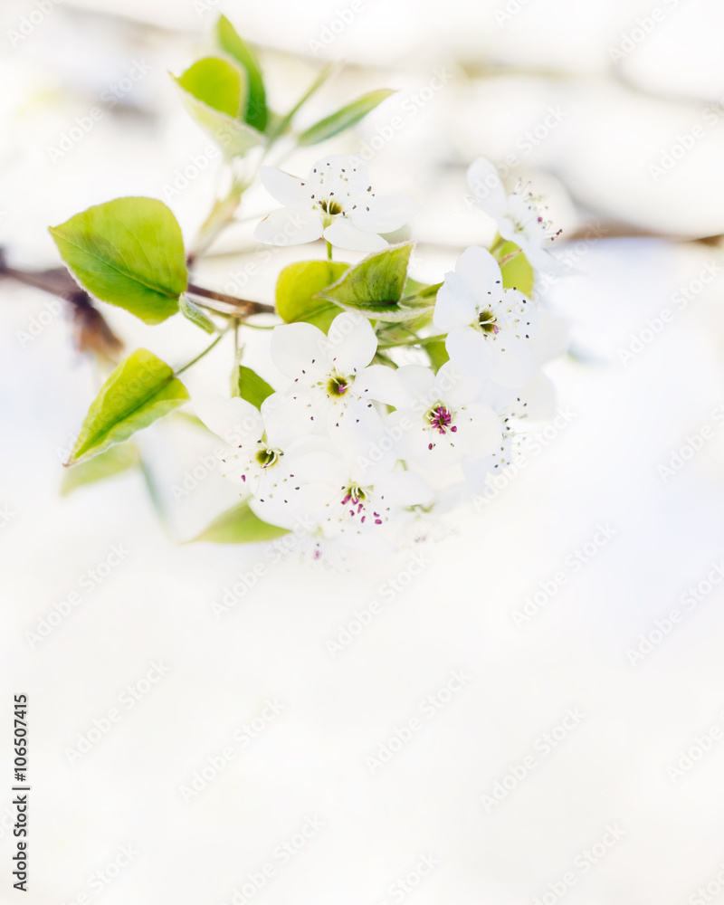 春树开花背景