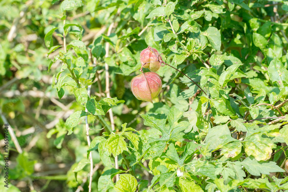 cardiospermum halicacabum (ballon vine)