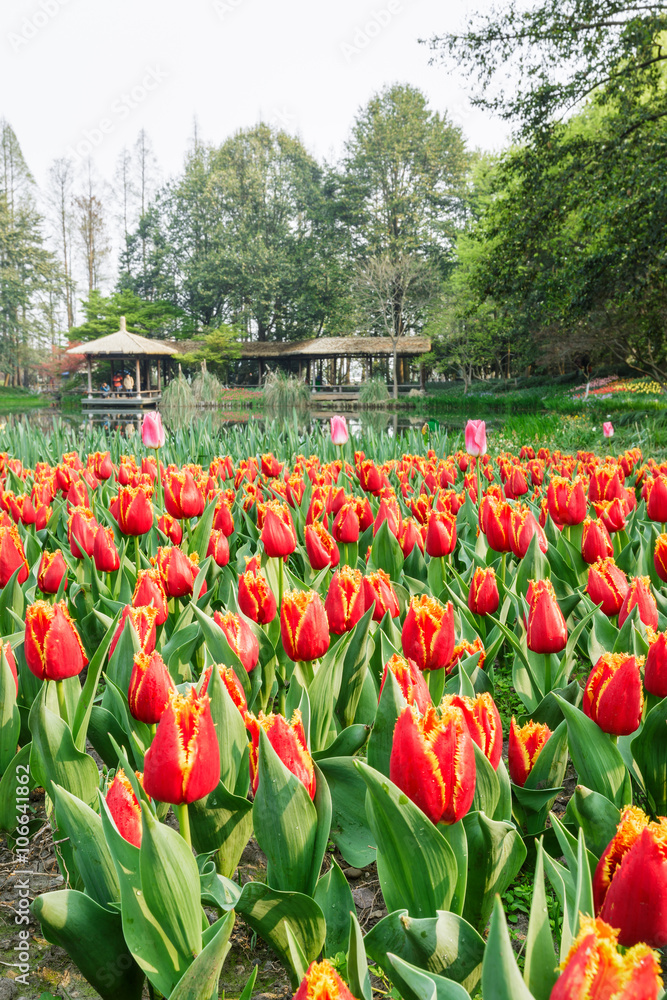 Fresh tulips blooming in the spring garden