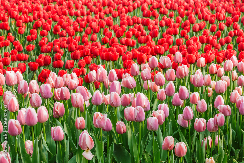 Fresh tulips blooming in the spring garden