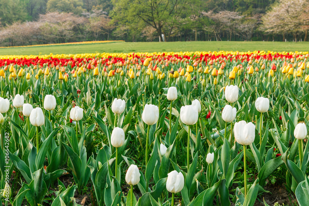 Fresh tulips blooming in the spring garden