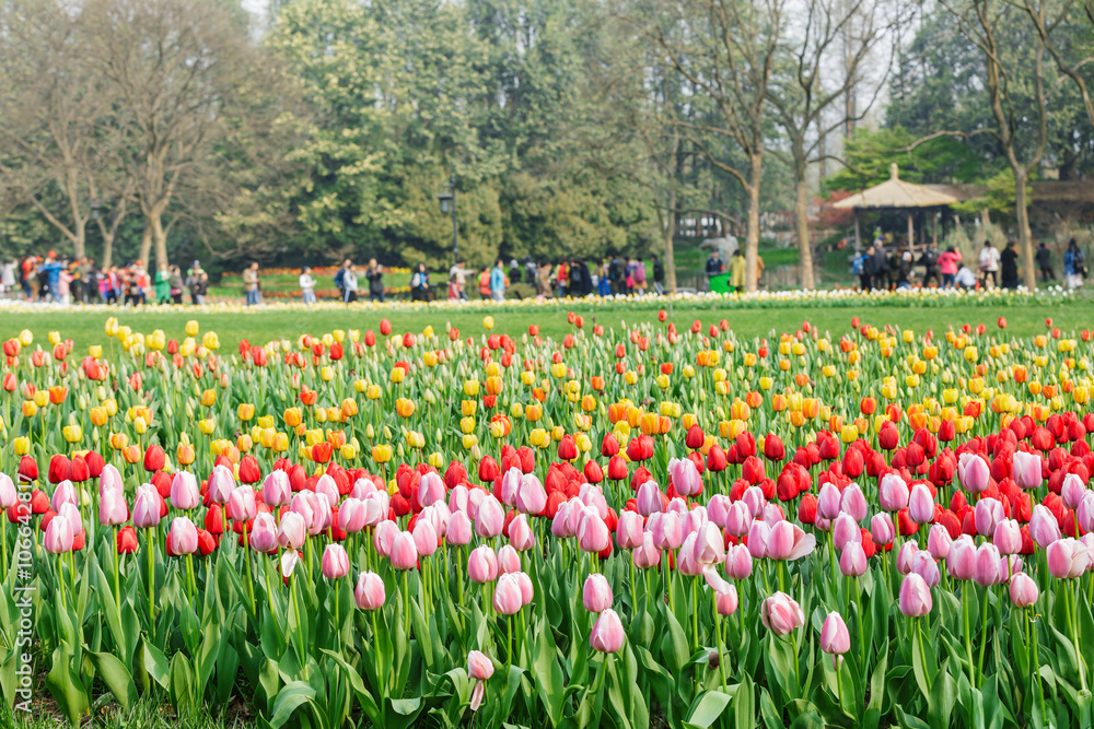 Fresh tulips blooming in the spring garden