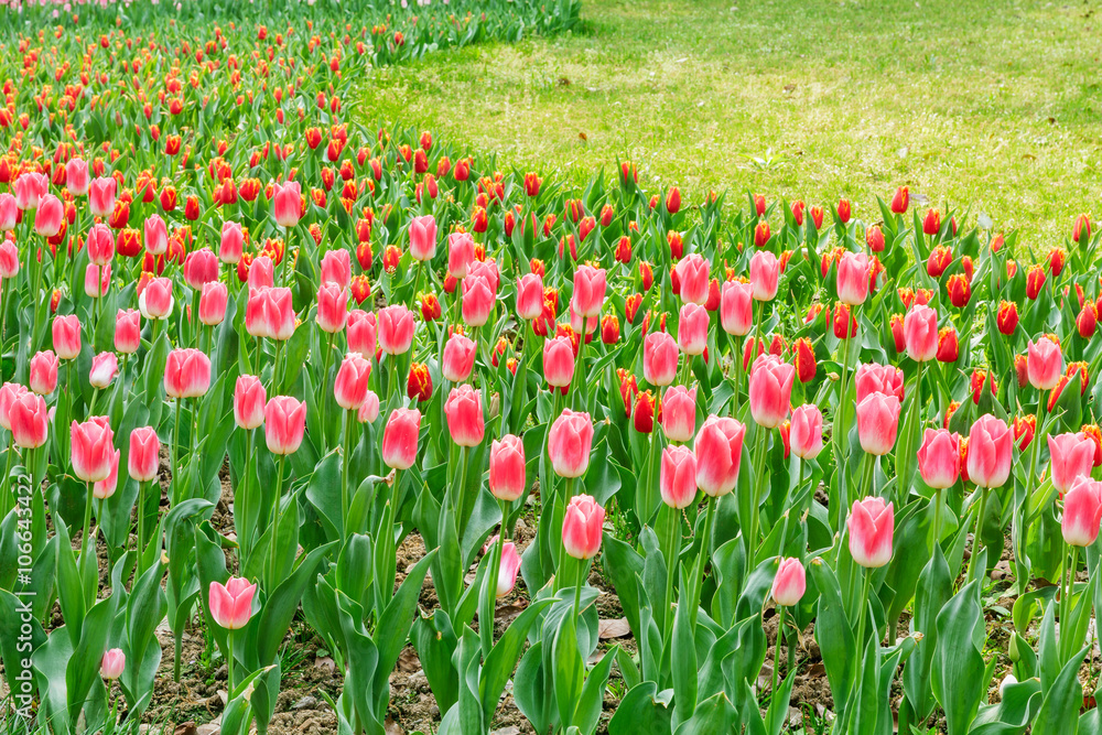 Fresh tulips blooming in the spring garden