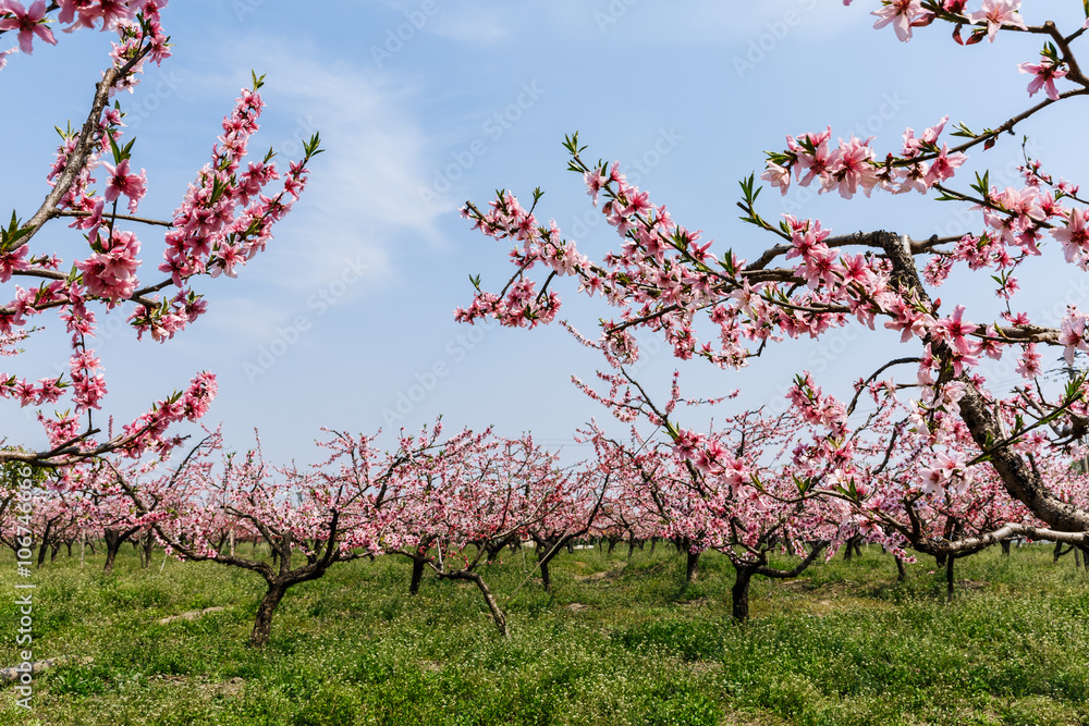 Beautiful pink peach blossom blooming in the orchard