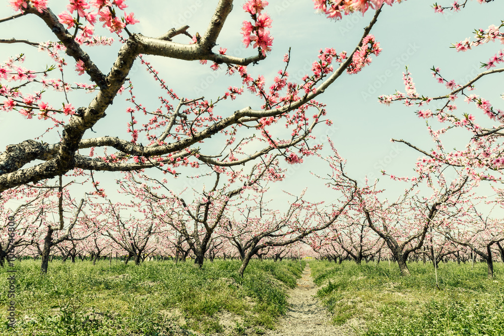 Beautiful pink peach blossom blooming in the orchard