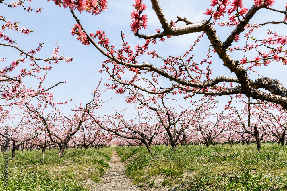 Beautiful pink peach blossom blooming in the orchard