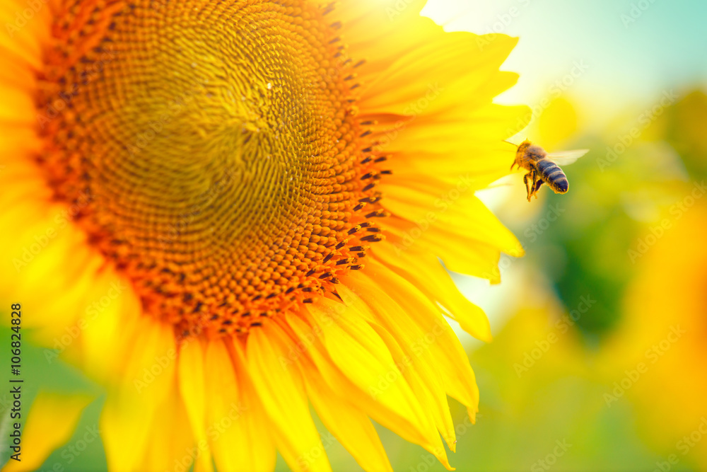 Sunflower. Beautiful sunflowers blooming on the field