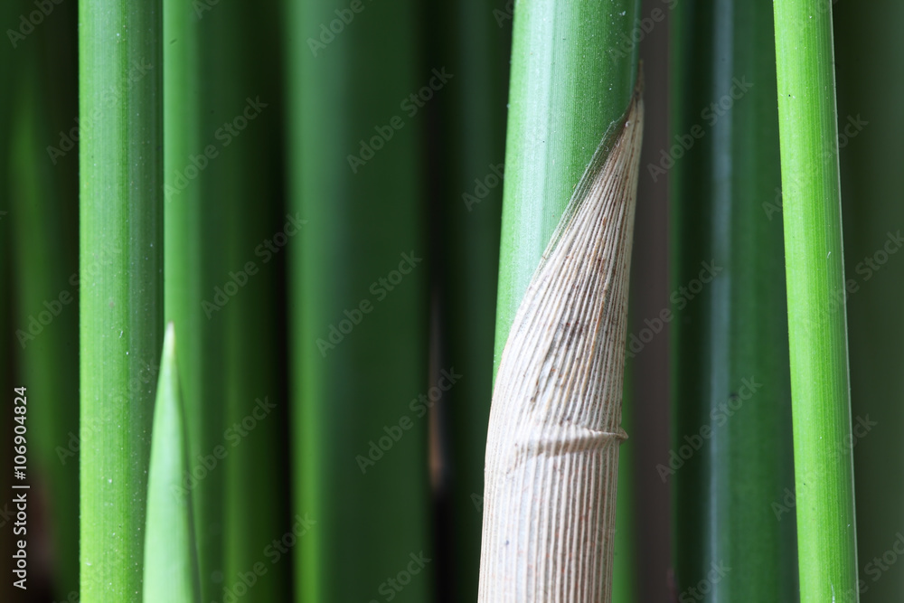 sedge plant background