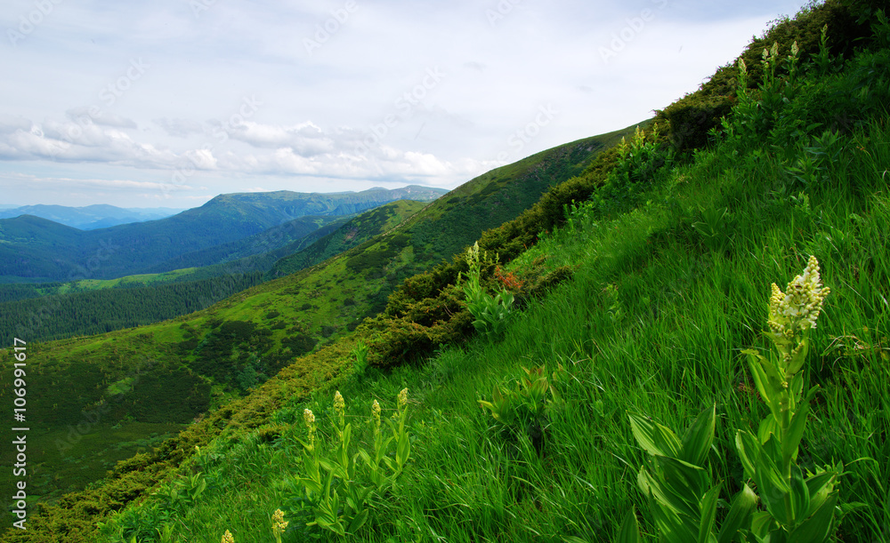 夏日山景