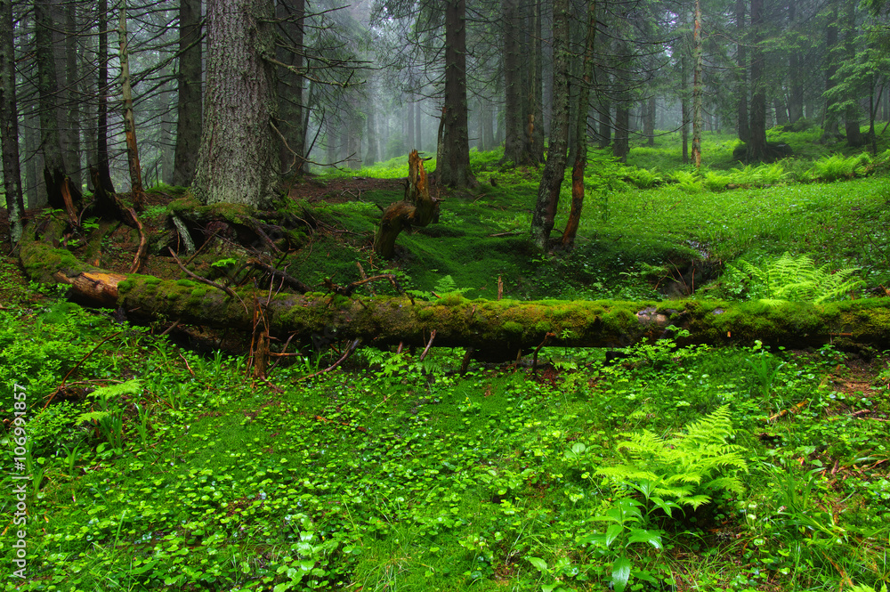 Trees in forest