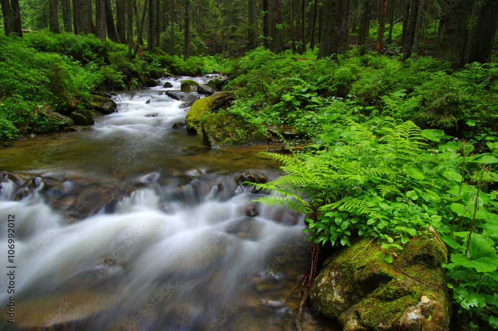 Mountain river in forest.