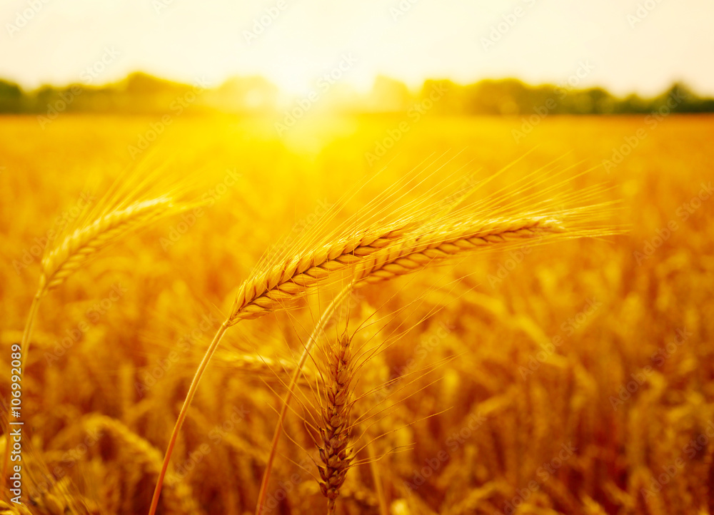 Field of wheat