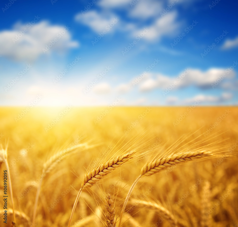 Field of wheat