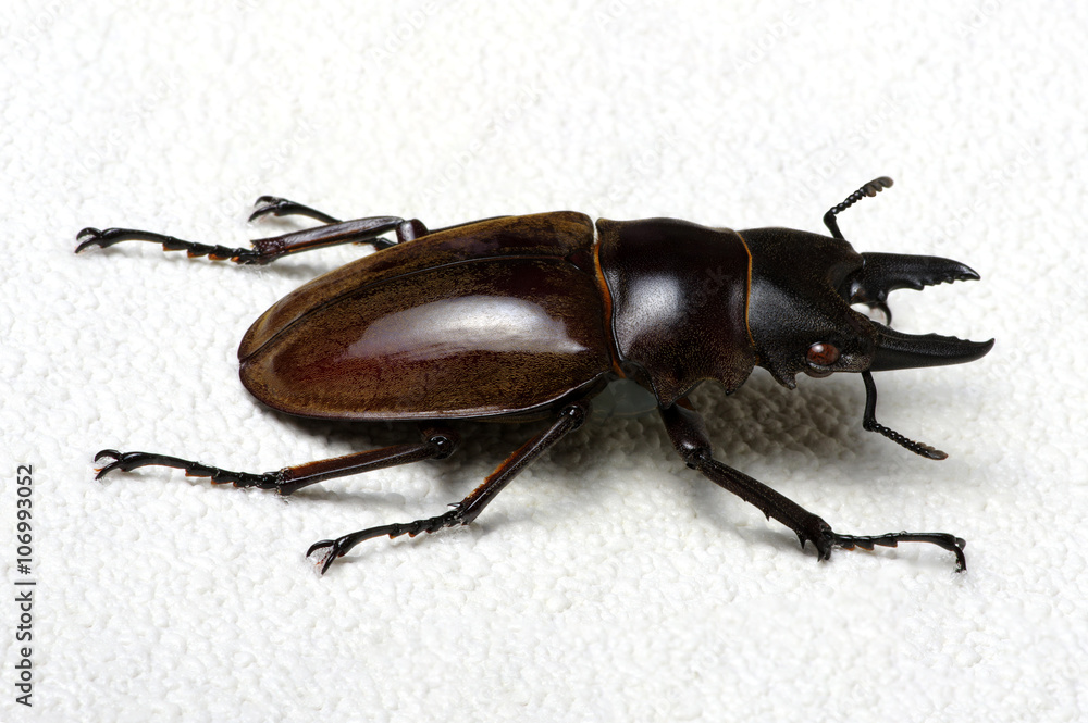 Stag beetle