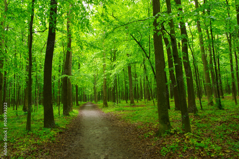 green forest