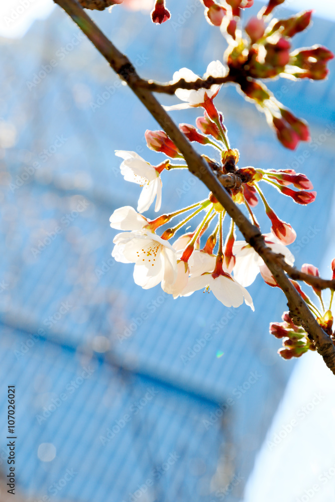 都会の桜