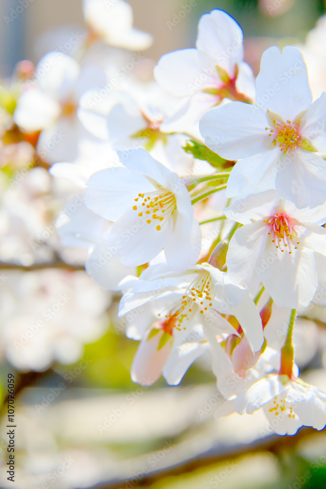 桜