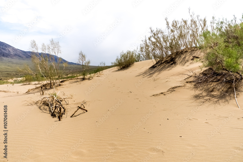 bushes in the sand desert wih mountains at background