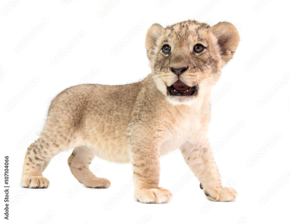 baby lion isolated on white background