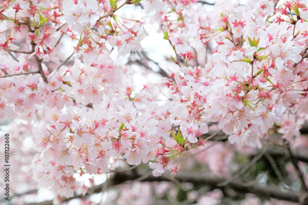 桜