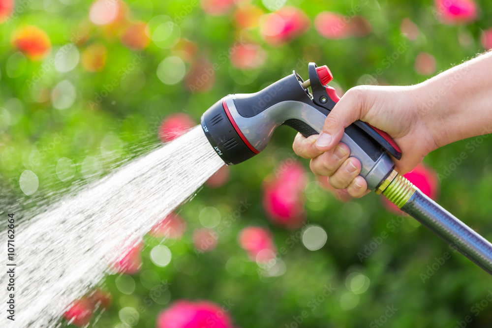 Watering garden flowers using hose