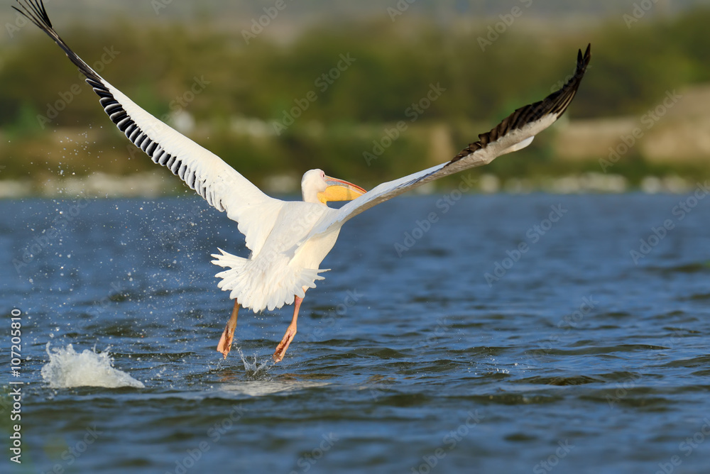 Great white pelican